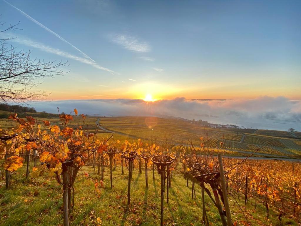 Rheingau Und Weltkulturerbe Mittelrheintal Erleben - Ferienappartement In Winkel Oestrich-Winkel Bagian luar foto