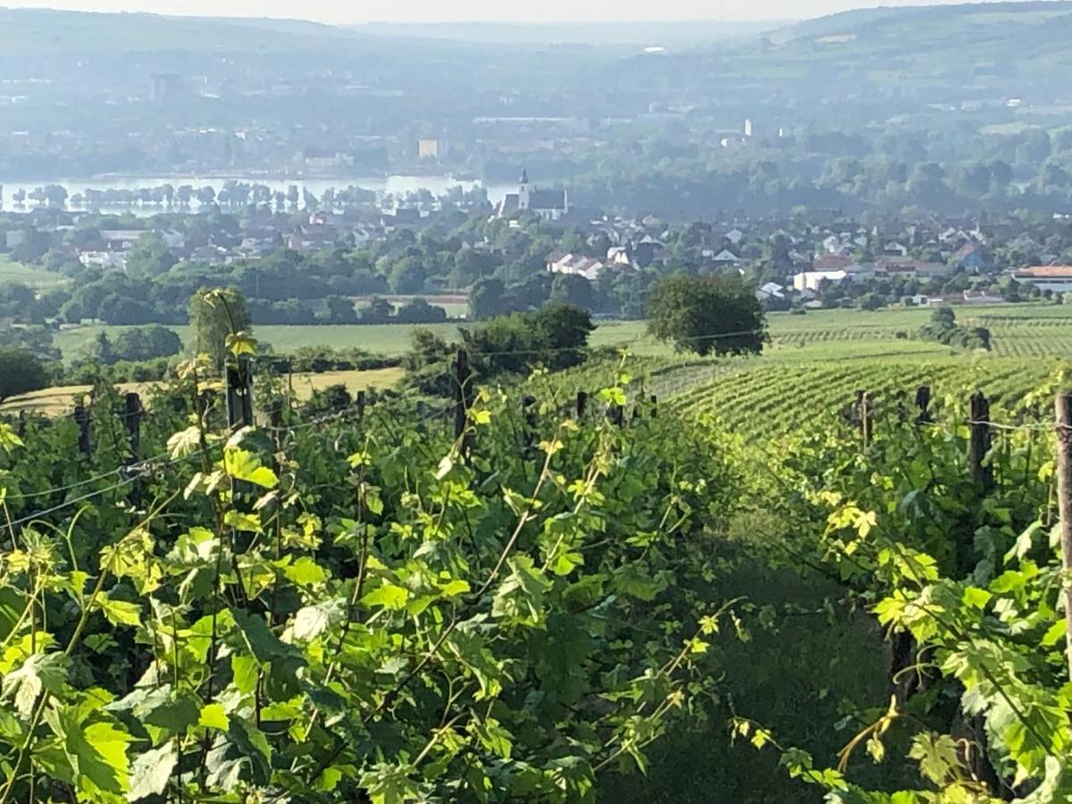 Rheingau Und Weltkulturerbe Mittelrheintal Erleben - Ferienappartement In Winkel Oestrich-Winkel Bagian luar foto